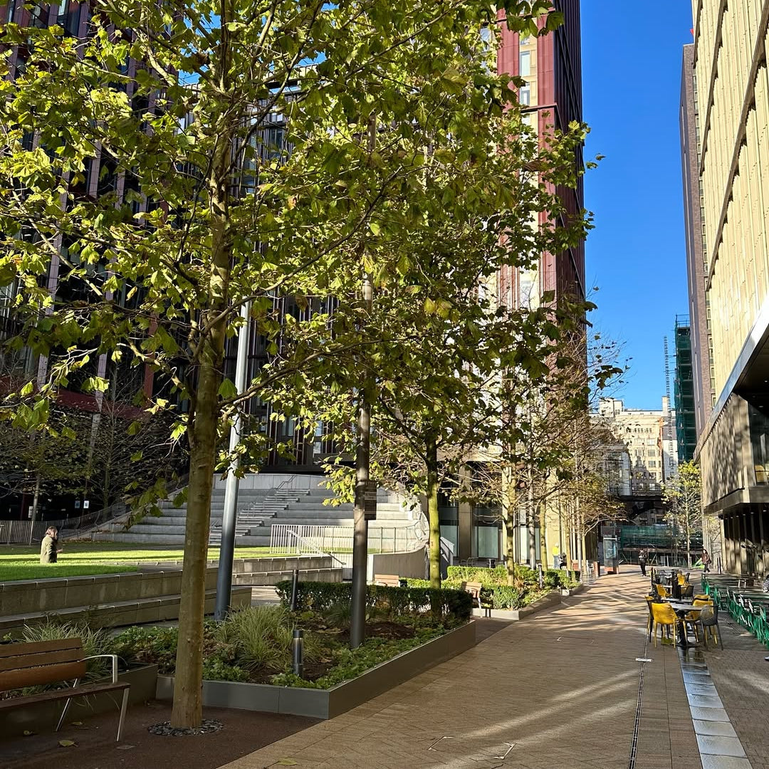 City street with trees and buildings under a clear blue sky